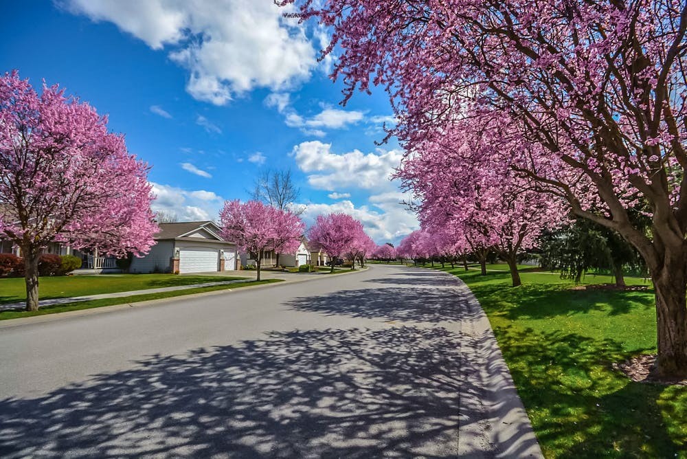 tree-lined-street