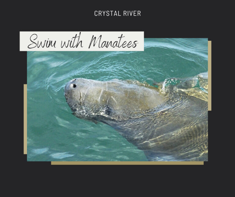 manatee with face above water