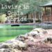 forest in ocala park overlooking natural spring