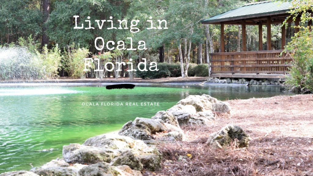 forest in ocala park overlooking natural spring