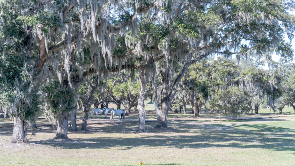 horses under tree in Ocala