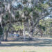 horses under tree in Ocala