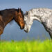 horse in pine ridge